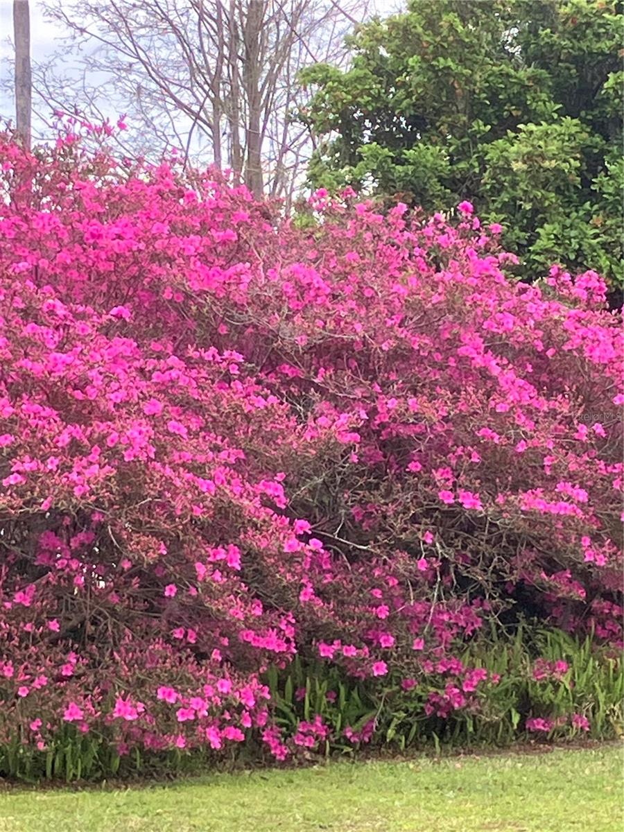 DOMINGO REYES GRANT - Residential