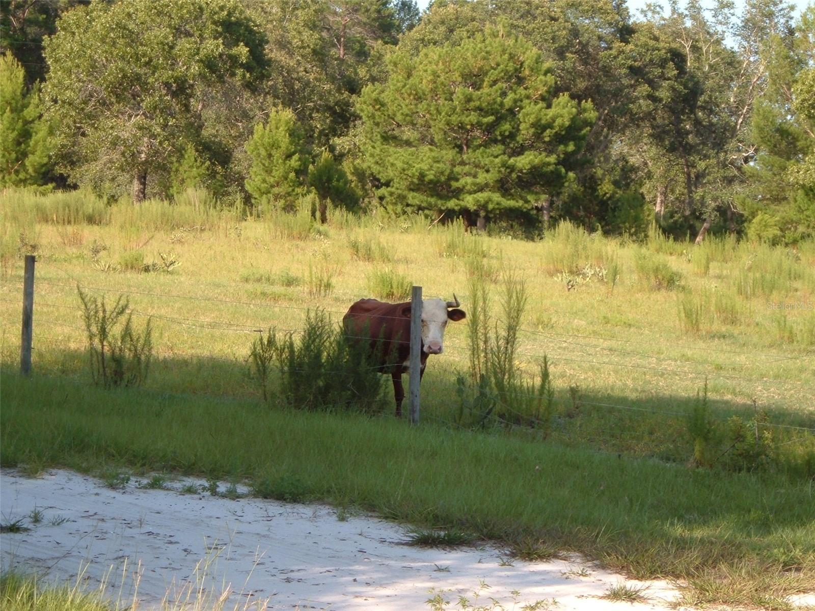 900 BUCKLES ROAD
