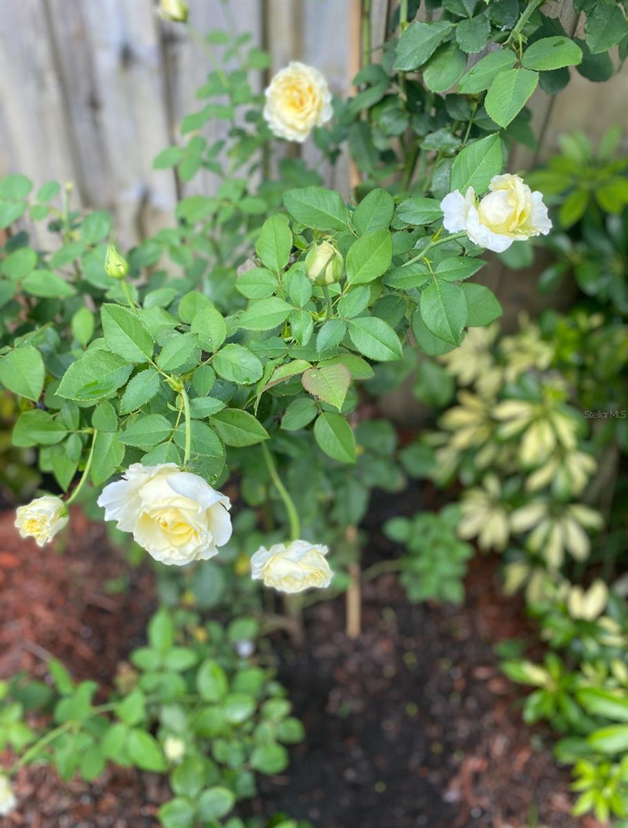 Suncrest - Residential