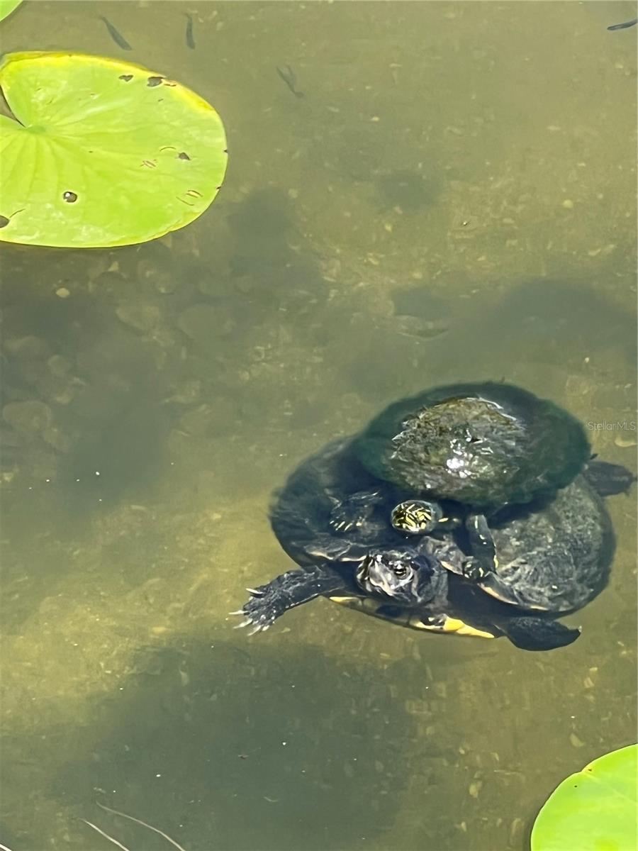 MARBLEHEAD - Residential