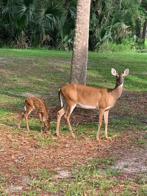 A home in DEBARY