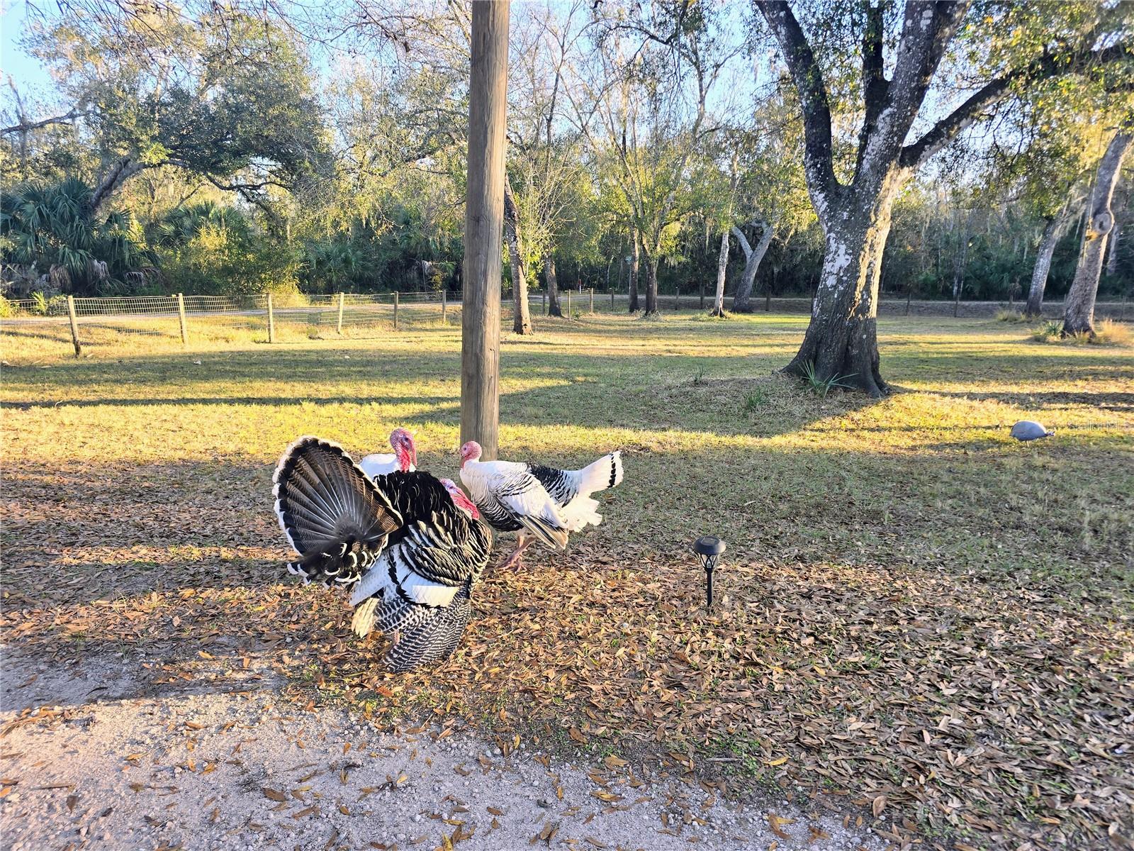 ROYAL PARK ESTATES - Residential