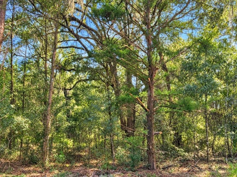 Tiny photo for 1190 NW 92nd Place, Chiefland, FL 32626 (MLS # GC544538)