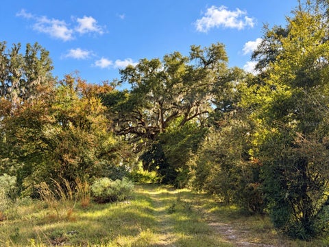 Tiny photo for 1190 NW 92nd Place, Chiefland, FL 32626 (MLS # GC544538)