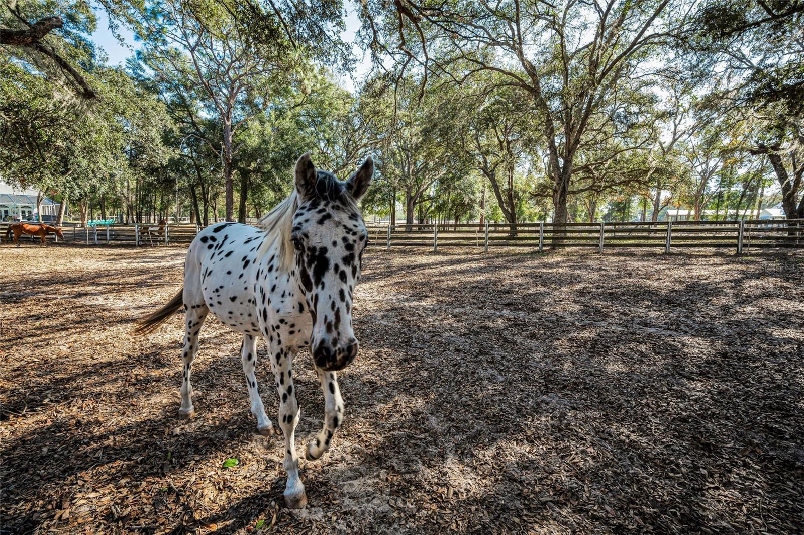 TRILBY TRAILS - Land