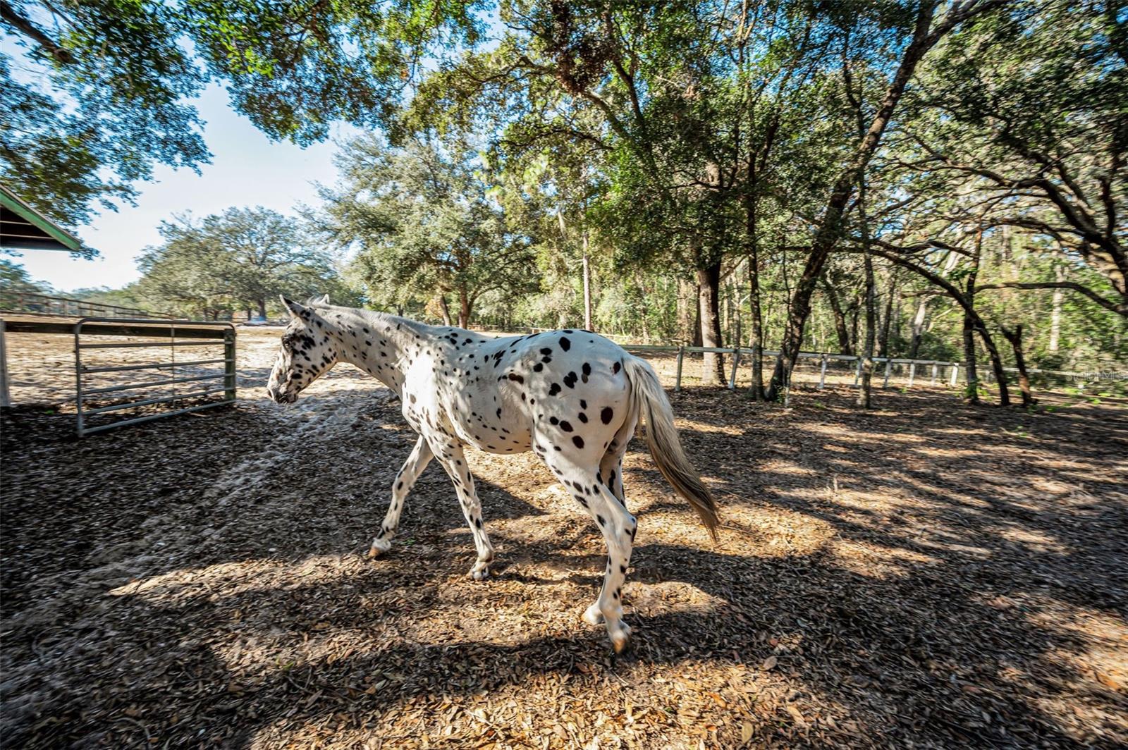 TRILBY TRAILS - Land