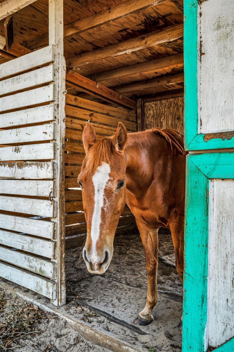 TRILBY TRAILS - Land