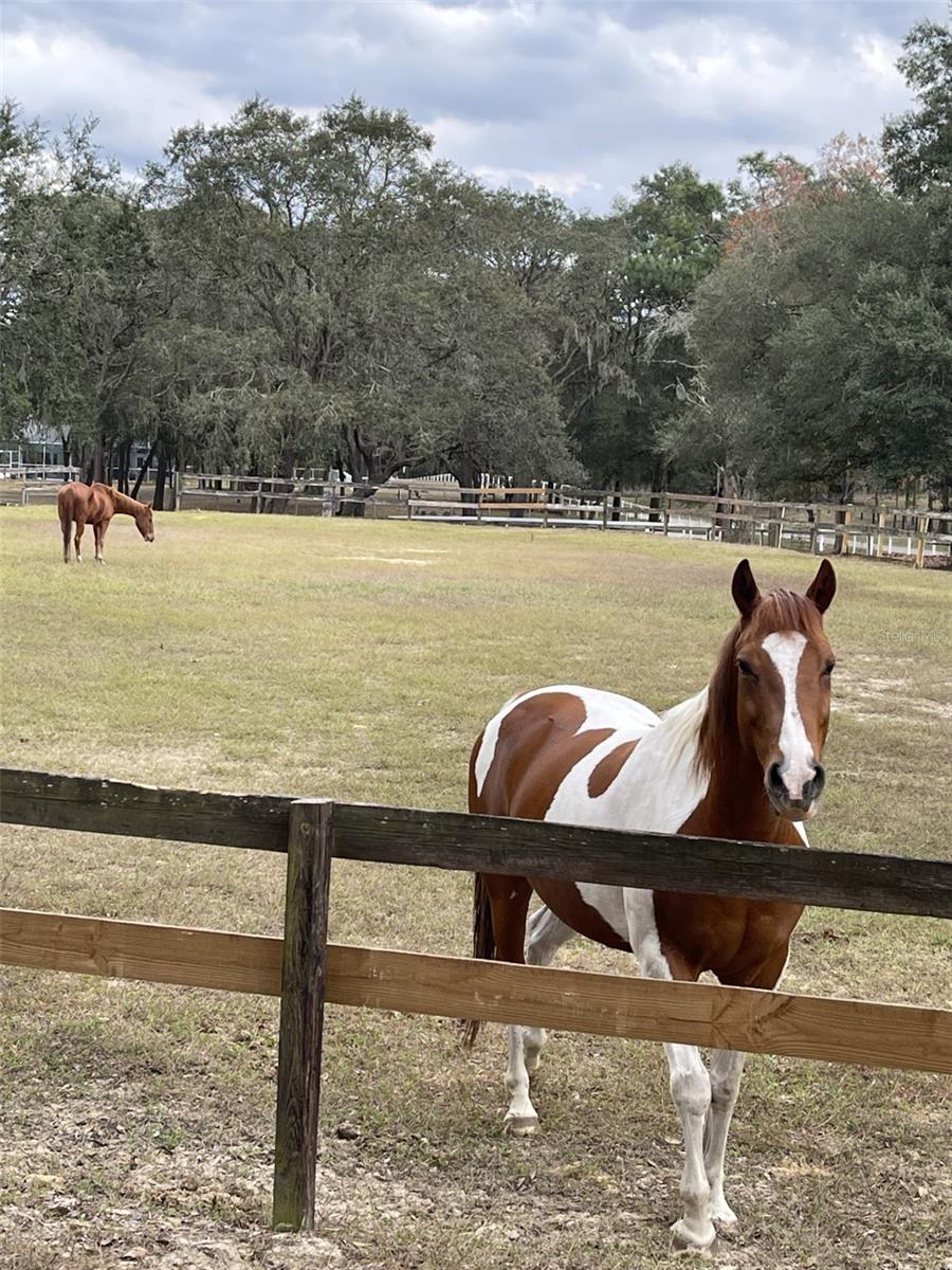 TRILBY TRAILS - Land