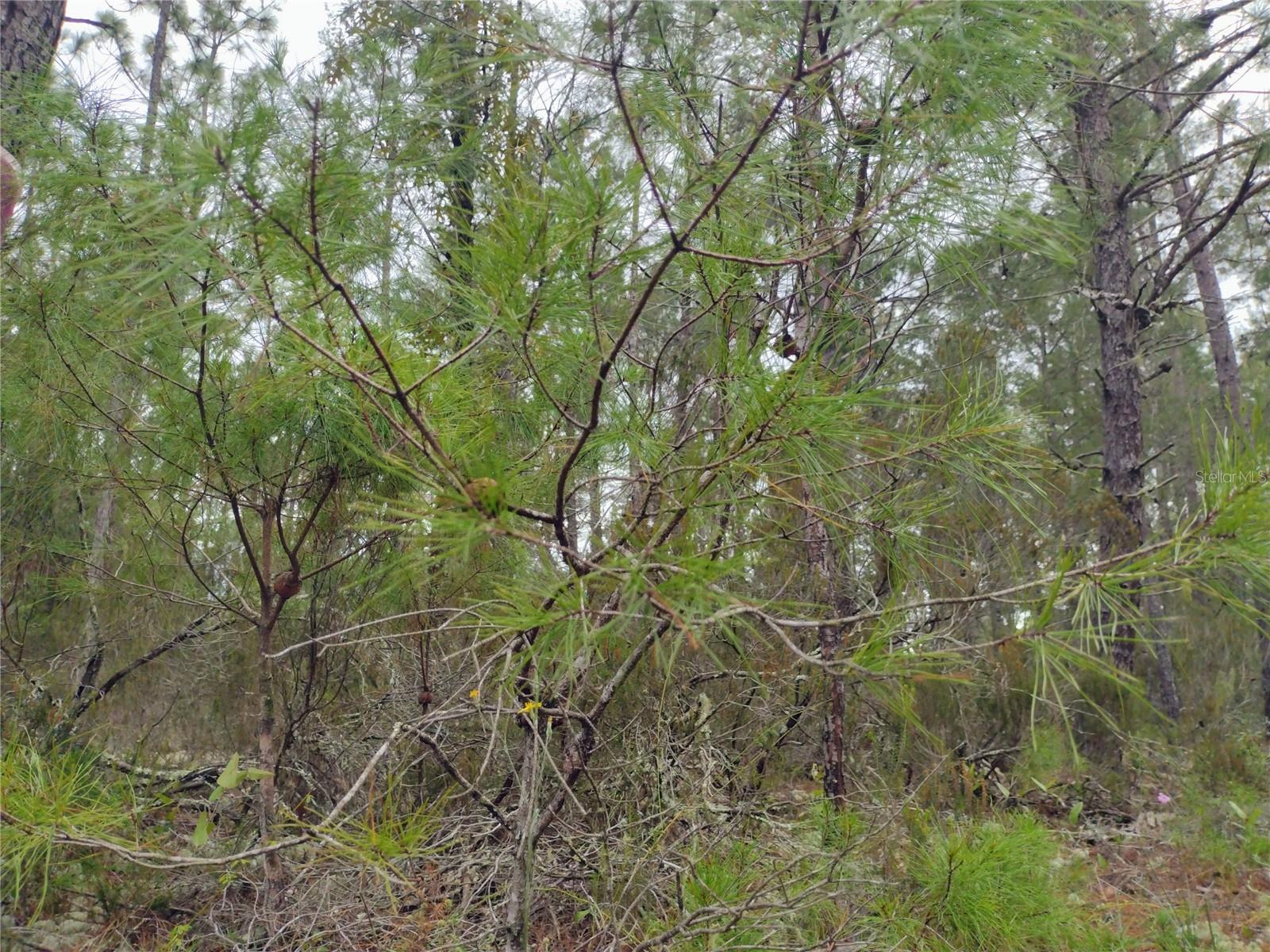 COLLEGE PARK ESTATES - Land