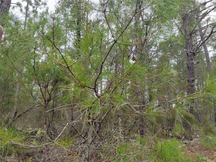 BEAUTIFUL LAND FOR SALE IN NORTH FLORIDA!  Excellent investment opportunity in Interlachen, Florida. This spacious 9,148 sq. ft. lot is located in the peaceful College Park Estates neighborhood—ideal for those seeking privacy and a natural setting. This property is lightly wooded and dry with no HOA! Electricity is available nearby, and a well and septic system can be installed. Situated on an unpaved road, the area offers a quiet, rural lifestyle just minutes from shops, schools, and several local lakes. Perfect for building your home, a vacation retreat, or holding as an investment. Don’t miss this opportunity to own land at an excellent price in a growing area.