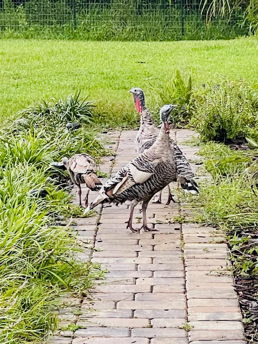 COUNTRY ACRES UNIT 04 - Residential