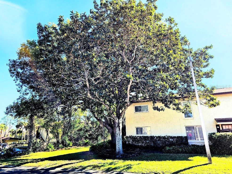 MAGNOLIA SQUARE CONDO INC - Residential