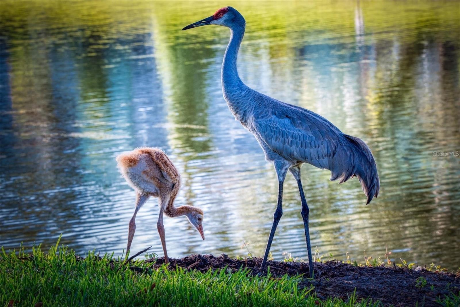 TWIN LAKES VILLAGE WEST CONDO BLDG T - Residential