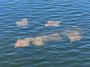 GULF SHORES - Residential