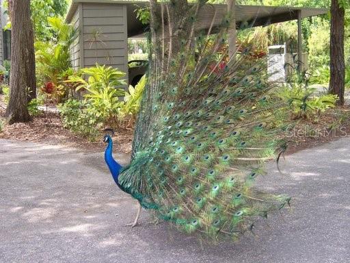 PELICAN COVE II - Residential Lease