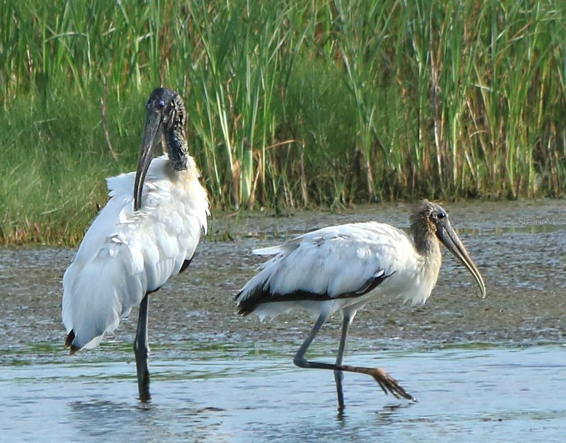 ARIELLE ON PALMER RANCH - Residential