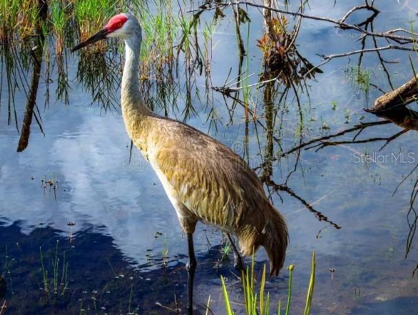 ARIELLE ON PALMER RANCH - Residential