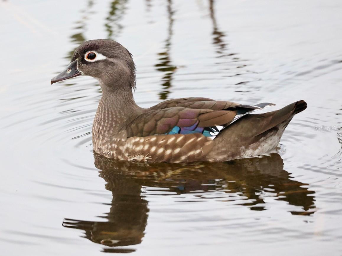 ARIELLE ON PALMER RANCH - Residential