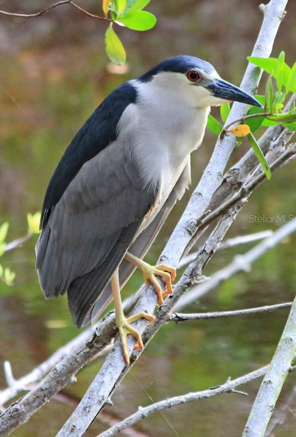 ARIELLE ON PALMER RANCH - Residential