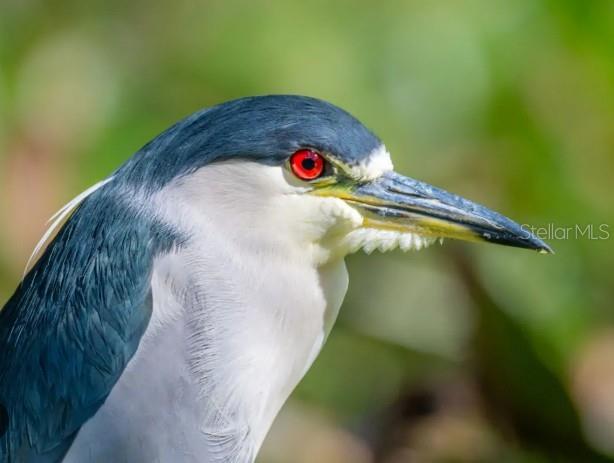 ARIELLE ON PALMER RANCH - Residential