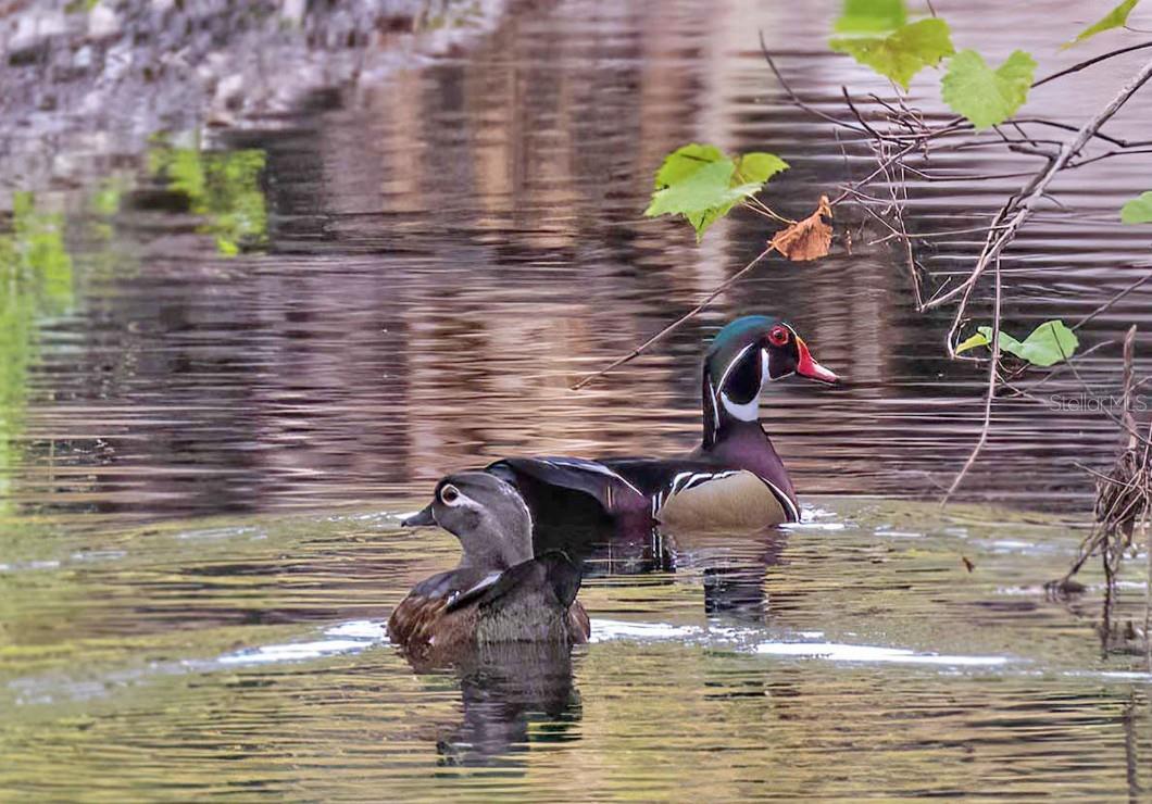 ARIELLE ON PALMER RANCH - Residential