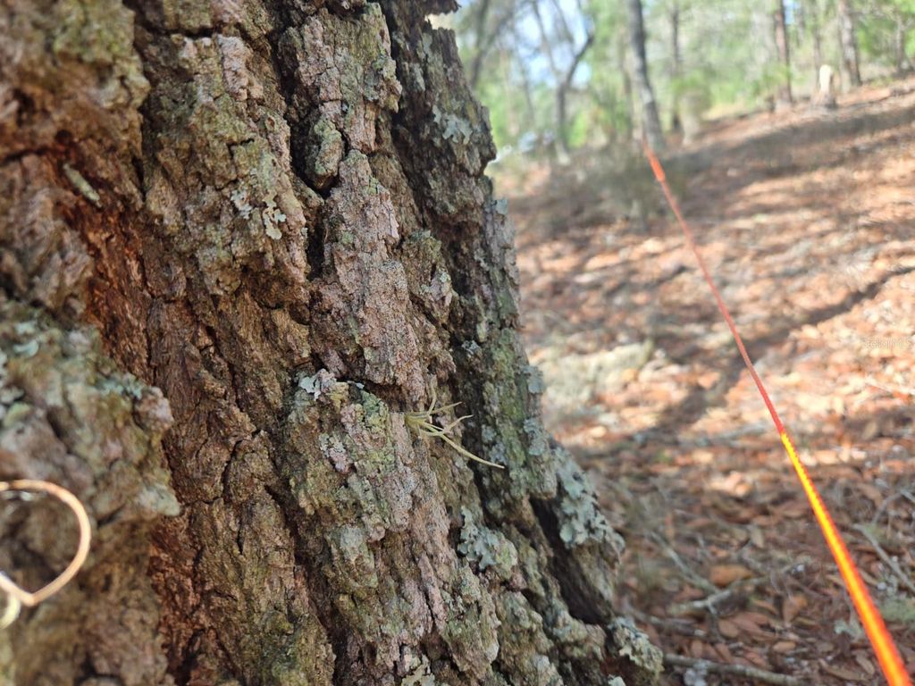 Photo of 206 Wales Street, Interlachen, FL 32148 (MLS # TB8495116)