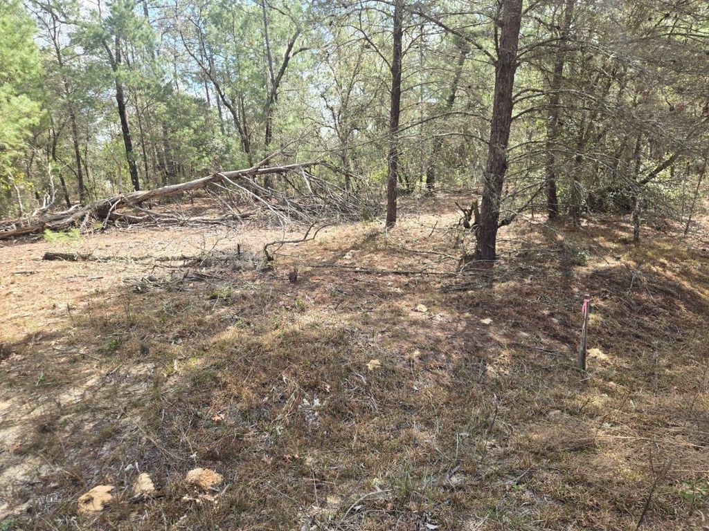 Photo of 206 Wales Street, Interlachen, FL 32148 (MLS # TB8495116)