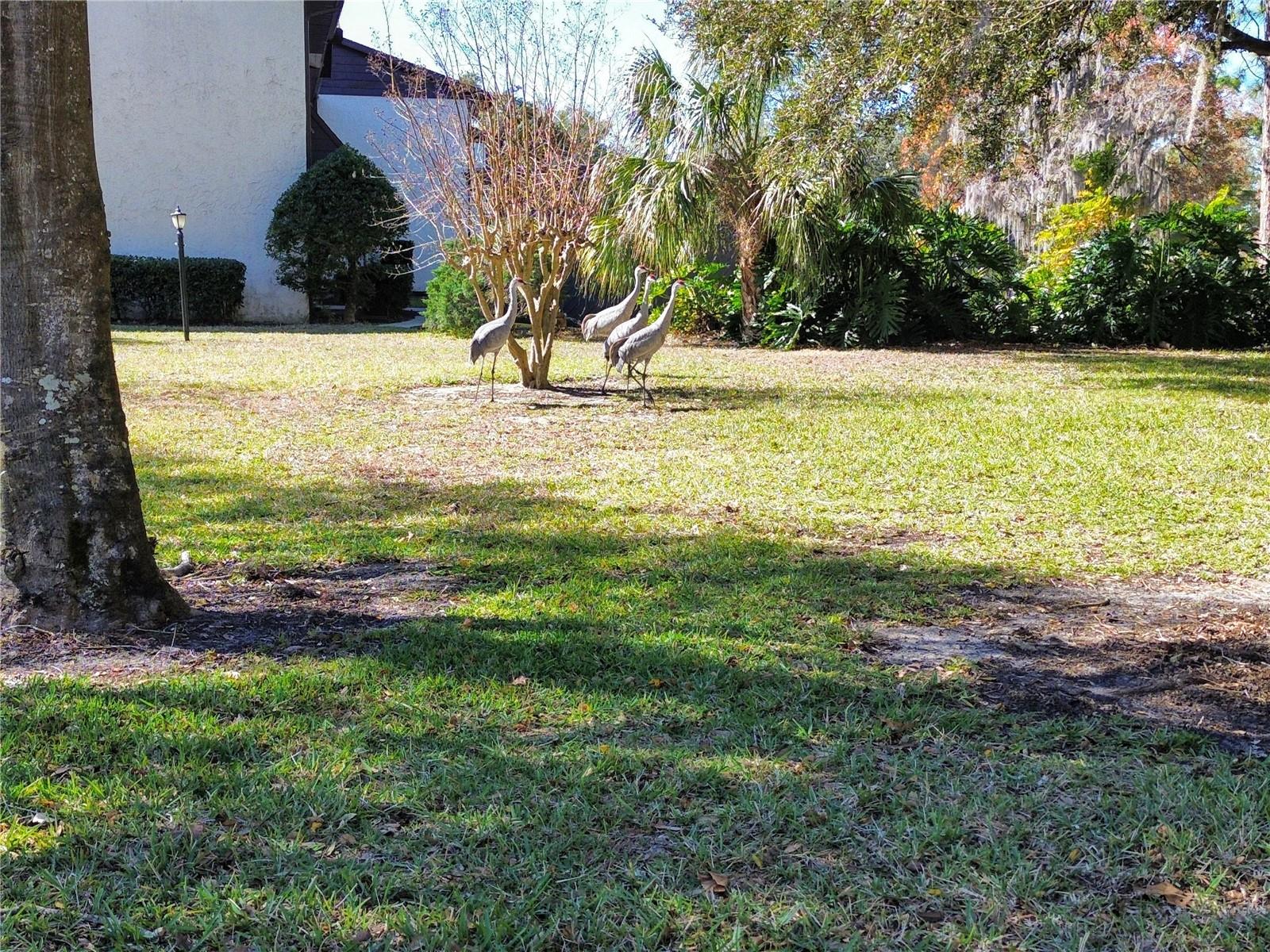 FAIRWAYS/SILVER SPG SHRS 6 BLD - Residential