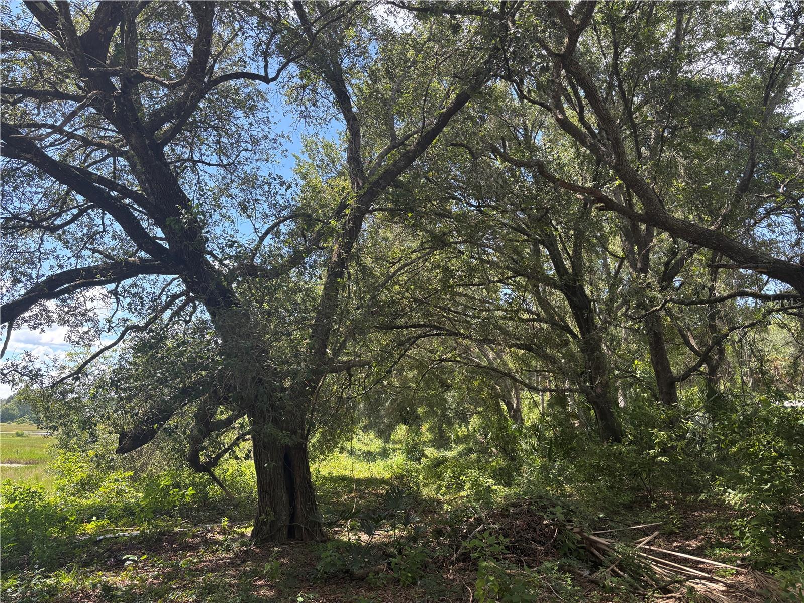 WOODS & LAKES - Land