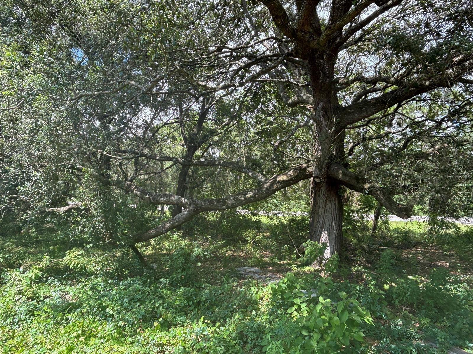 WOODS & LAKES - Land