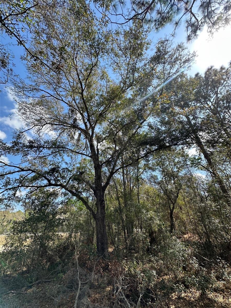 ROYAL HIGHLANDS - Land