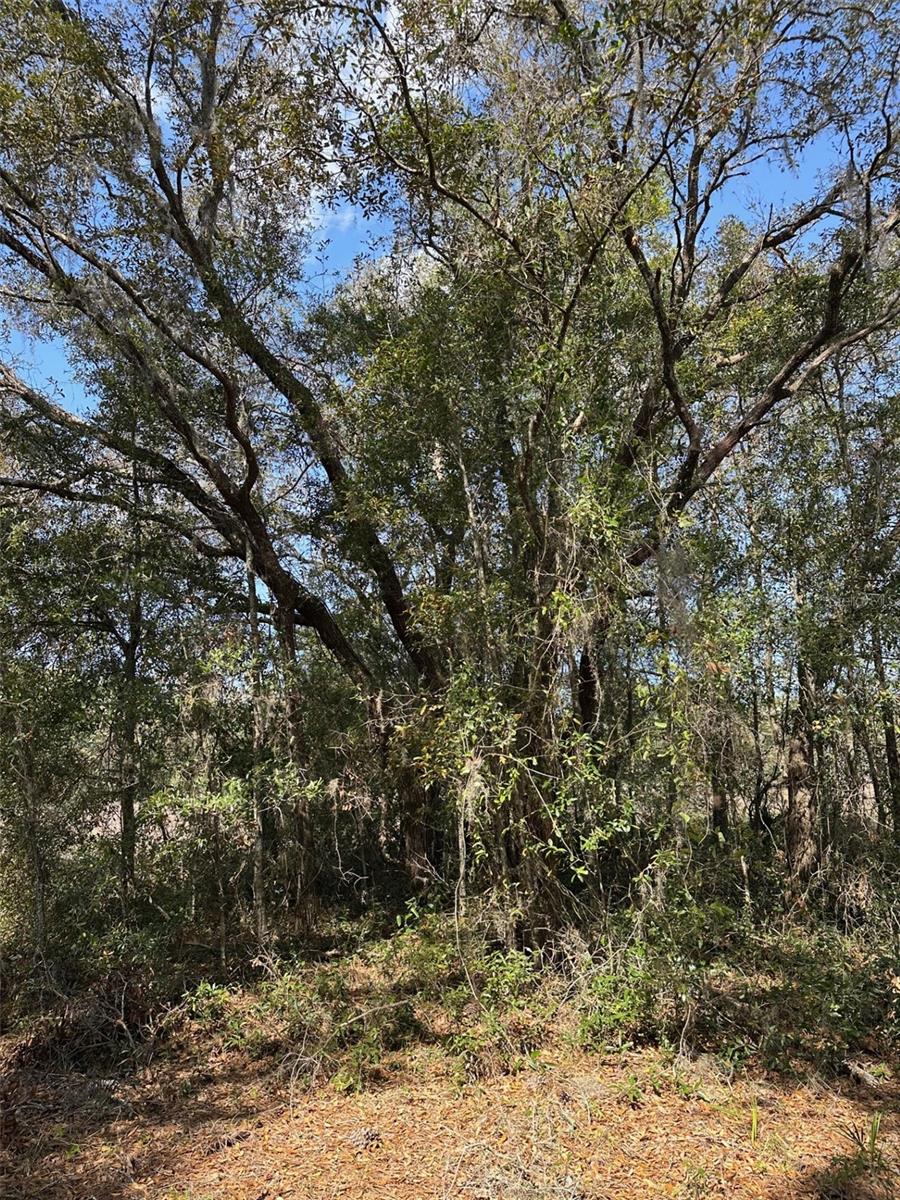 ROYAL HIGHLANDS - Land