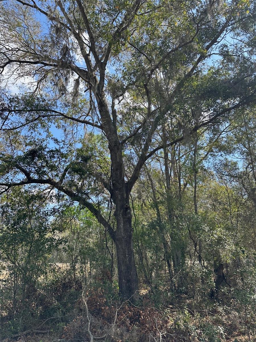 ROYAL HIGHLANDS - Land