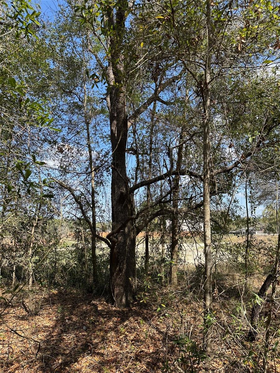 ROYAL HIGHLANDS - Land