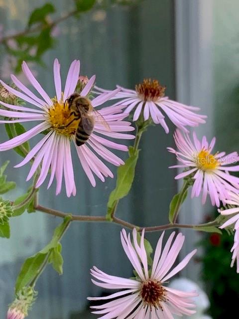 BENT TREE VILLAGE - Residential