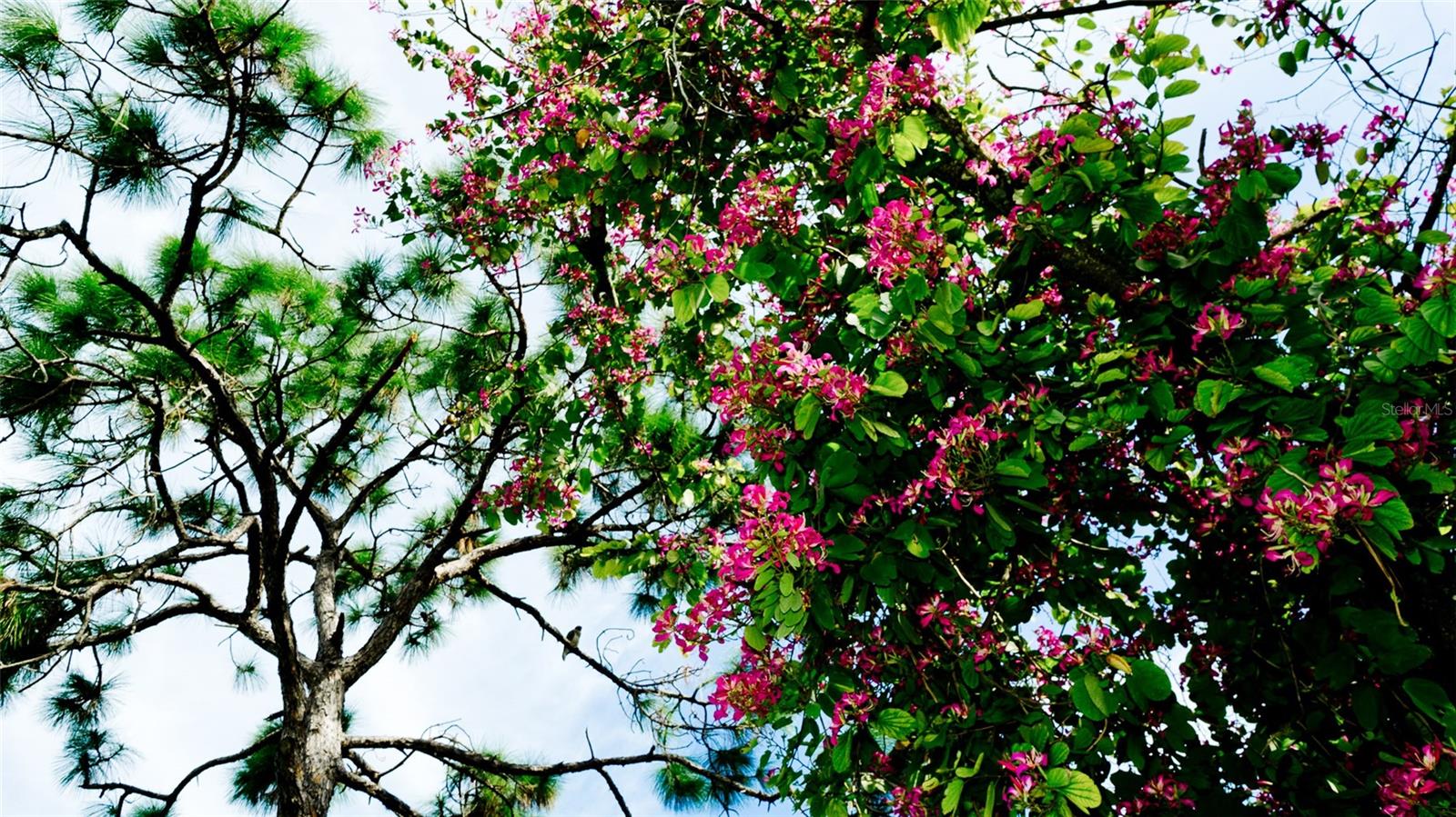 WILDEWOOD SPGS STAGE 7D OF OAKVIEW - Residential