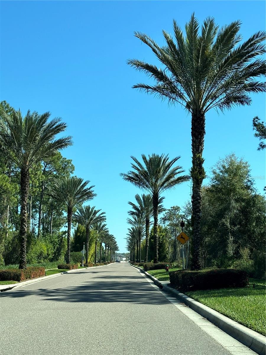 GROVE RESORT AND SPA HOTEL CONDOMINIUM 3 - Residential