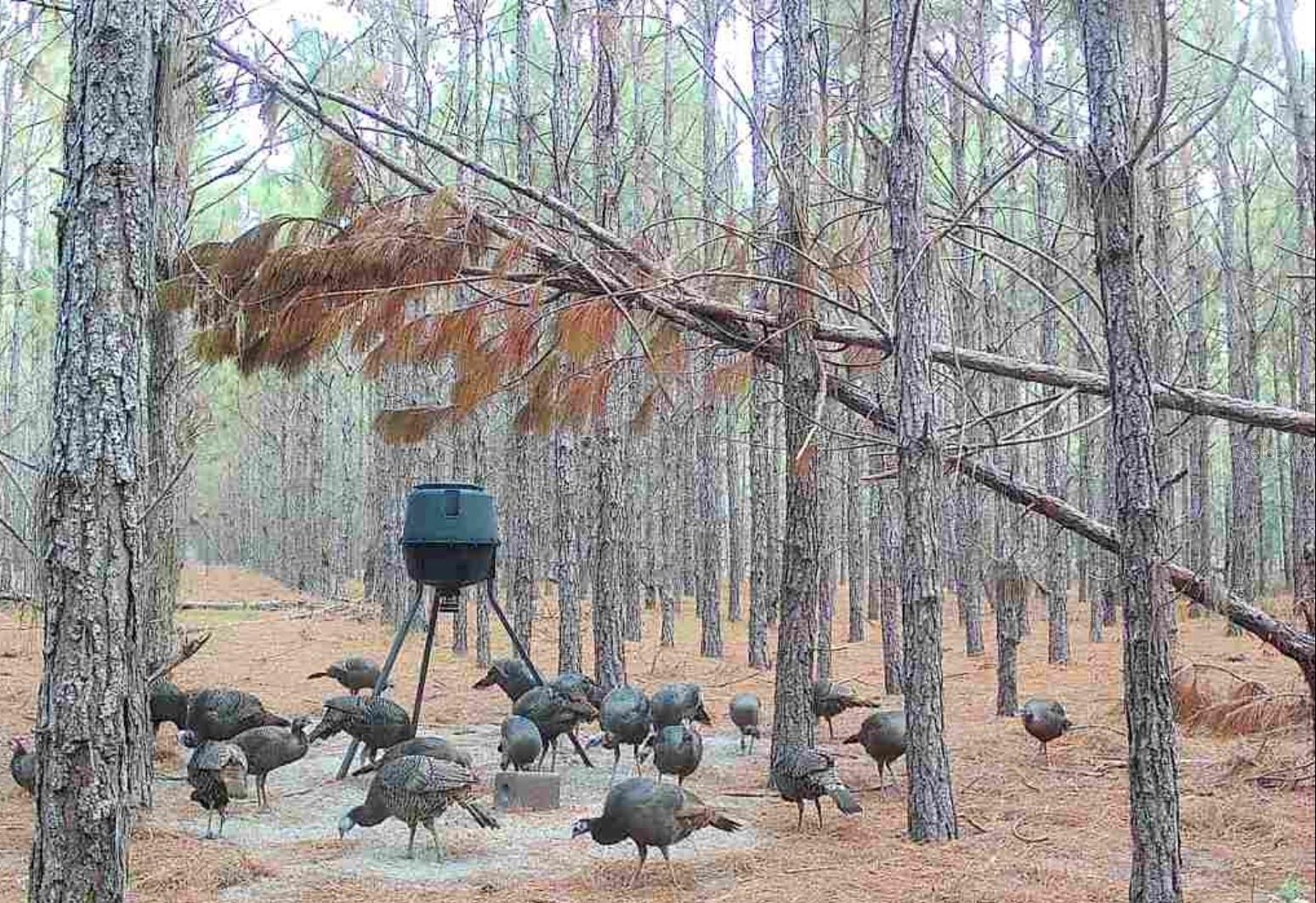 NOTTINGHAM FARMS - Land