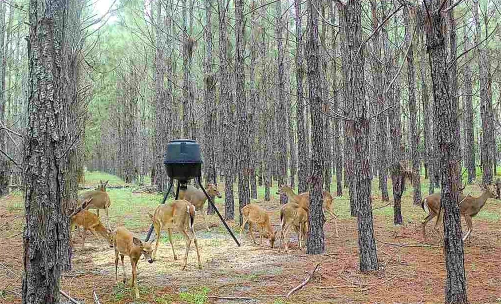NOTTINGHAM FARMS - Land