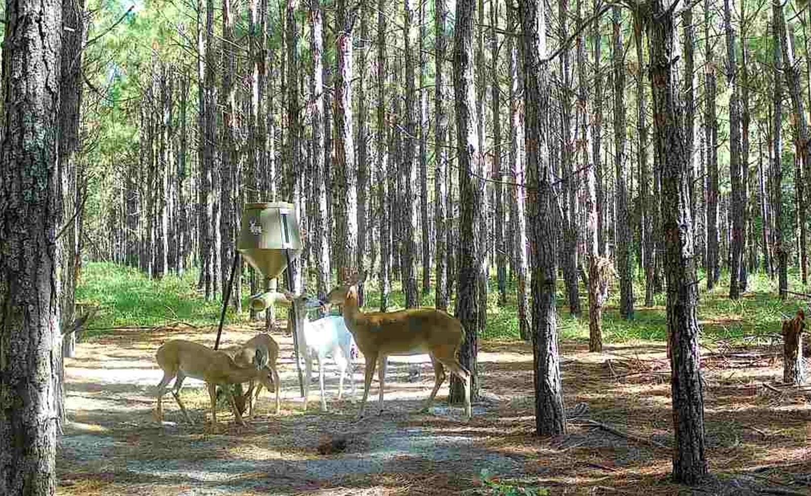 NOTTINGHAM FARMS - Land