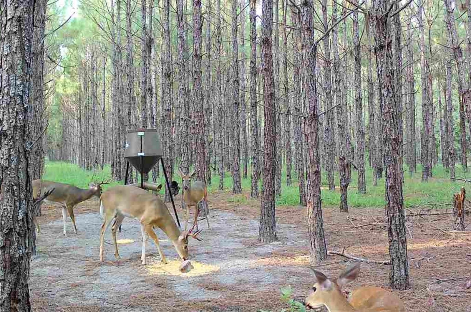 NOTTINGHAM FARMS - Land