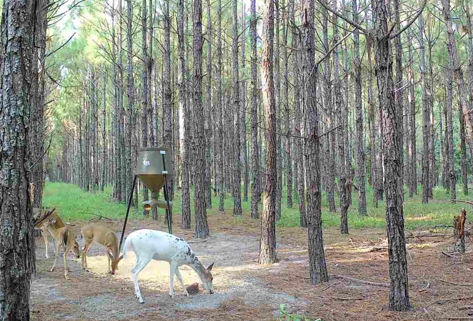 NOTTINGHAM FARMS - Land