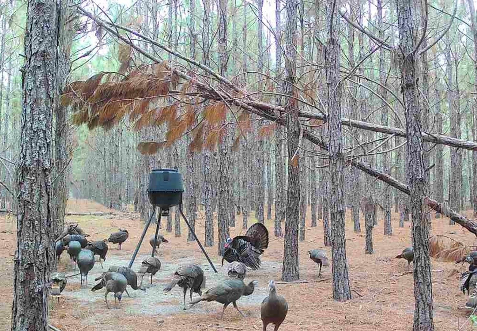 NOTTINGHAM FARMS - Land