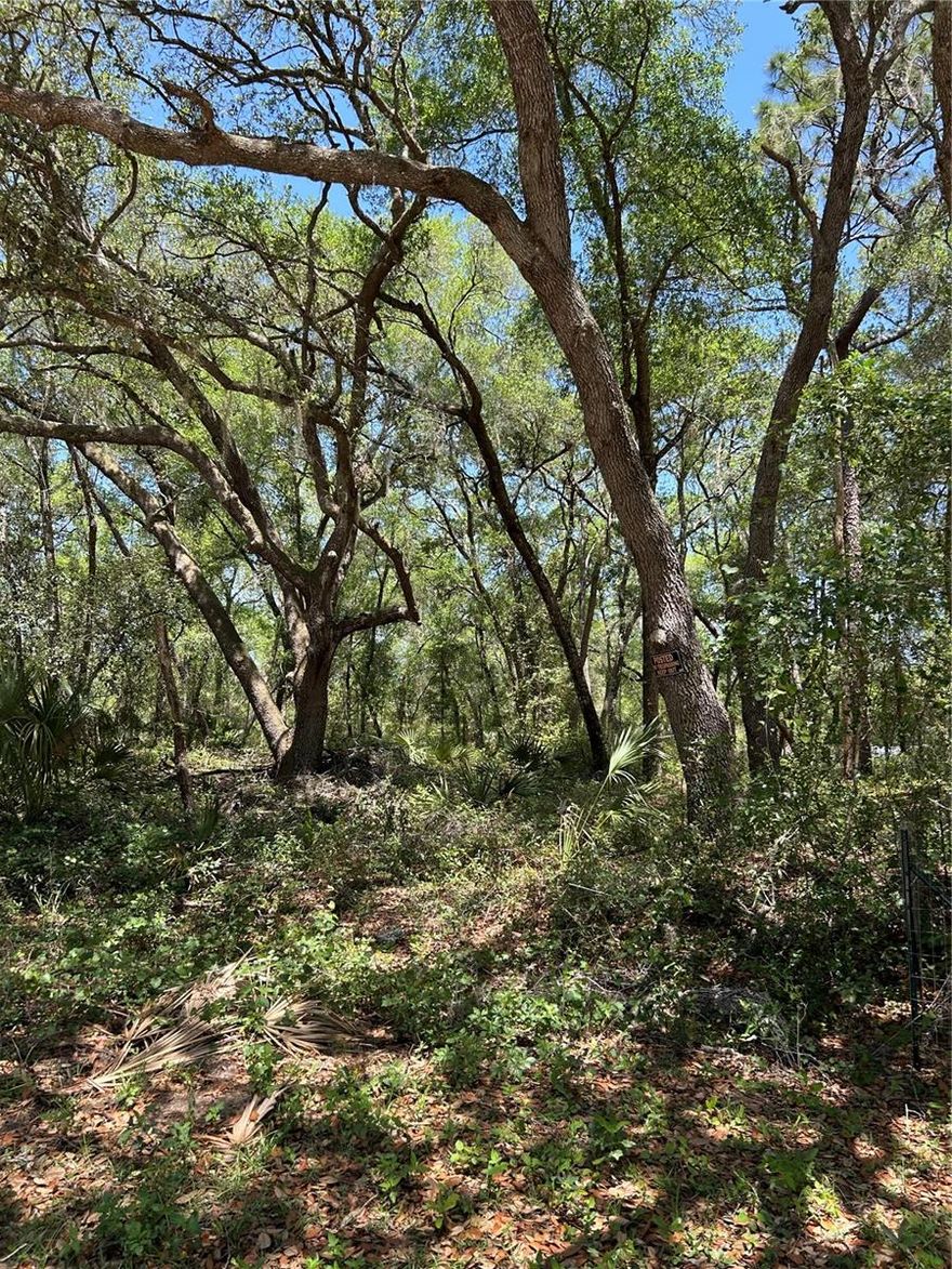 Discover your own slice of Florida paradise with this vacant lot located in the Ocala National Forest.  Surrounded by natural beauty, this peaceful property offers the perfect setting for a weekend getaway homesite or investment property.  This lot is high and dry and zoned for either a mobile home or residential home.  The lot faces both SE 10th St and SE 11th St.