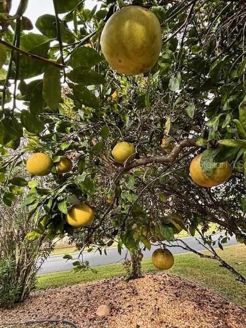 SPRUCE CREEK GC - Residential