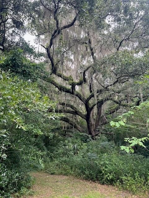 Tiny photo for 3231 NE Hwy 41, Williston, FL 32696 (MLS # OM649657)