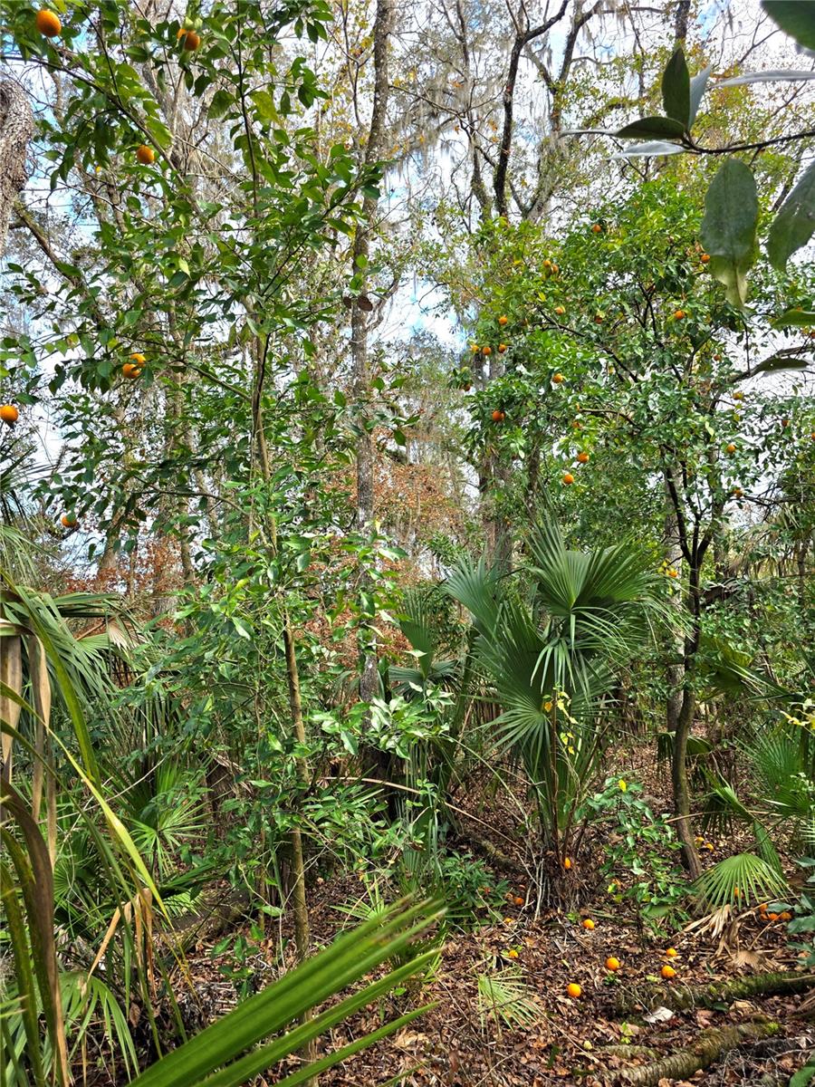 CHAMPION ESTATES - Residential