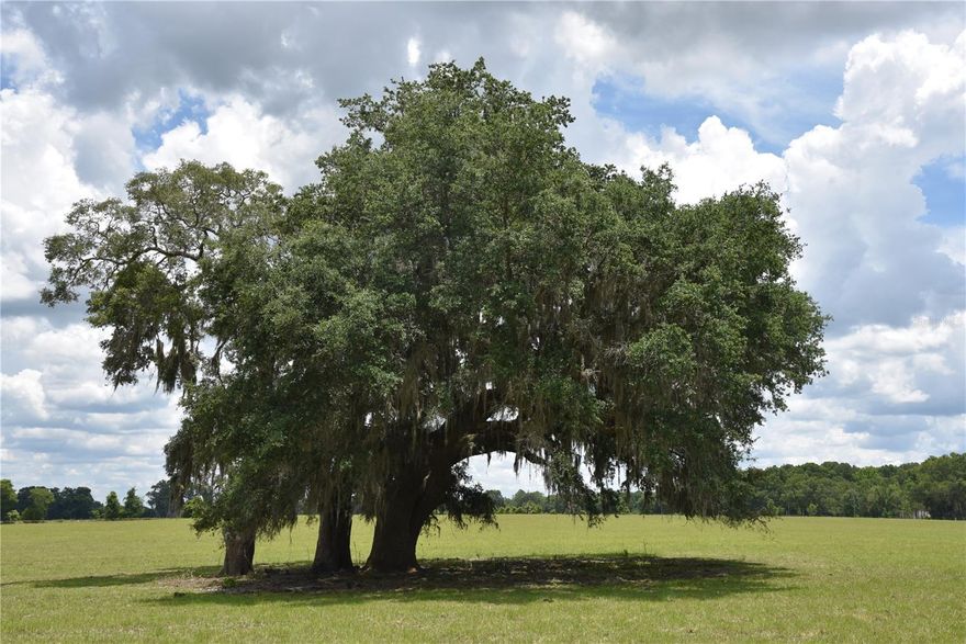PRICE REDUCED! This property is very rural and away from city life. Although it’s in the country, Chiefland is growing and will have everything you need for everyday items. This property is between Ocala, Gainesville, and the Gulf for any entertainment you might be interested in. It sets up great for a horse, cattle, or crop farm. This tract would be a great place to build a beautiful home and live a simple life. Please call with any questions or to schedule a showing.