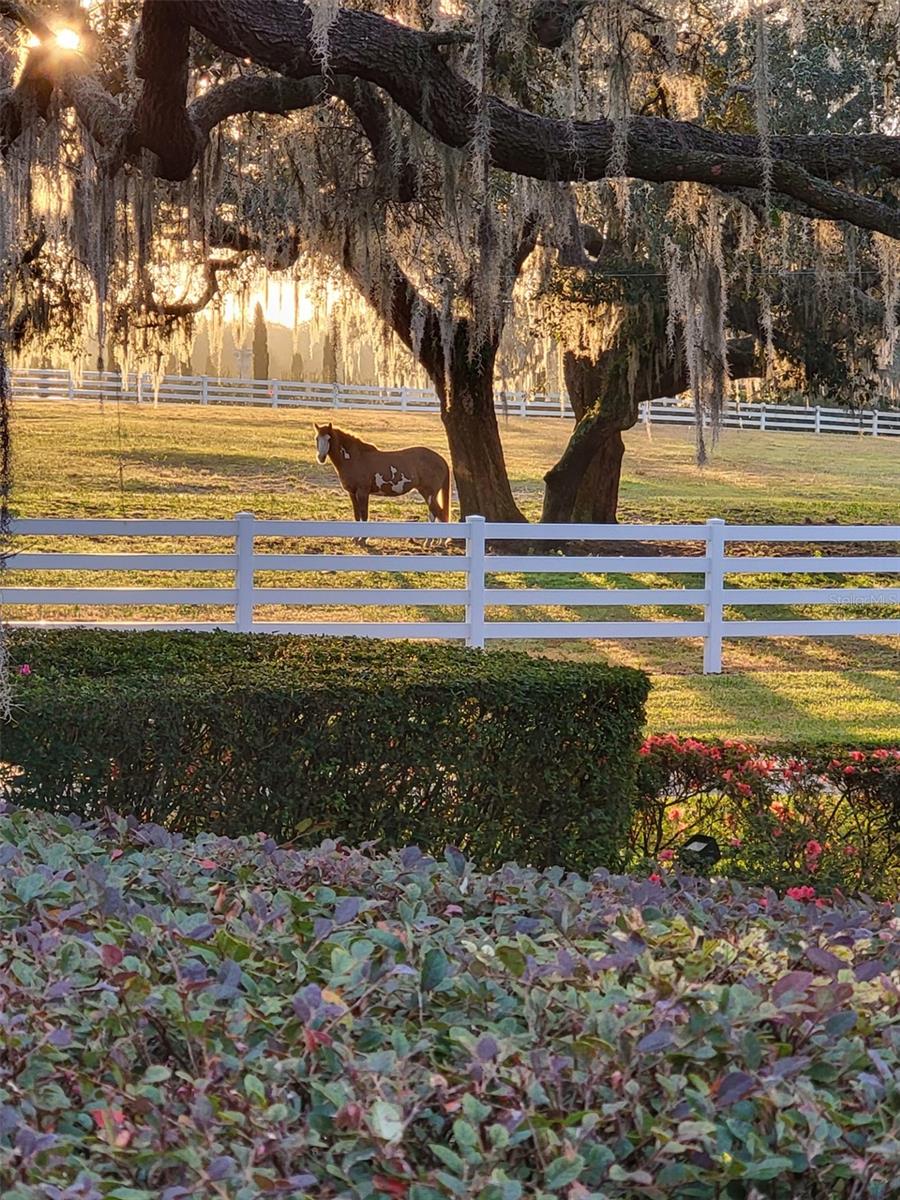 BLUEGRASS ESTATES - Residential