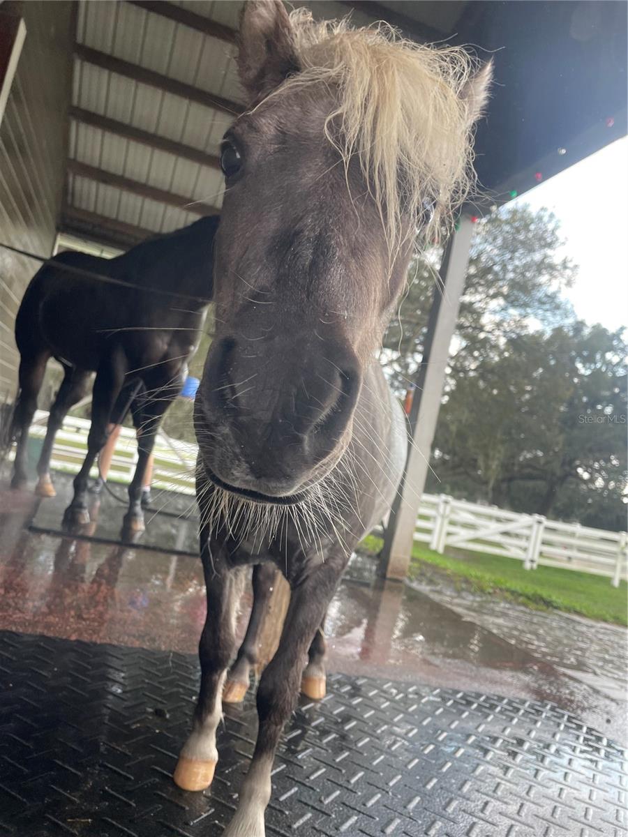 BLUEGRASS ESTATES - Residential